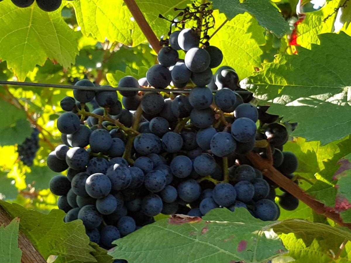 Weingut & Gaestehaus Nagel Kapellen-Drusweiler Экстерьер фото
